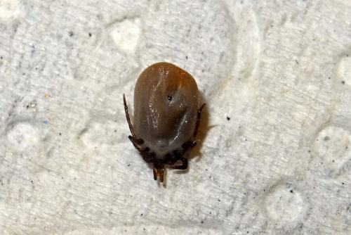 Réf. 232 590 : Ixodes acuminatus